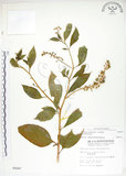 中文名:美洲商陸(S005047)學名:Phytolacca americana L.(S005047)英文名:Poke, Pogan, Scoke, Garget, Red-ink-plant