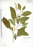 中文名:美洲商陸(S007749)學名:Phytolacca americana L.(S007749)英文名:Poke, Pogan, Scoke, Garget, Red-ink-plant