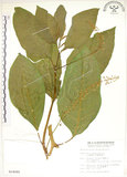 中文名:美洲商陸(S014090)學名:Phytolacca americana L.(S014090)英文名:Poke, Pogan, Scoke, Garget, Red-ink-plant