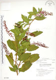 中文名:美洲商陸(S017385)學名:Phytolacca americana L.(S017385)英文名:Poke, Pogan, Scoke, Garget, Red-ink-plant