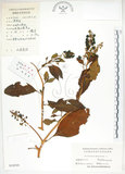 中文名:美洲商陸(S024929)學名:Phytolacca americana L.(S024929)英文名:Poke, Pogan, Scoke, Garget, Red-ink-plant