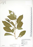 中文名:美洲商陸(S025872)學名:Phytolacca americana L.(S025872)英文名:Poke, Pogan, Scoke, Garget, Red-ink-plant