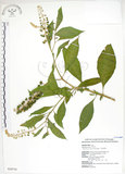 中文名:美洲商陸(S028710)學名:Phytolacca americana L.(S028710)英文名:Poke, Pogan, Scoke, Garget, Red-ink-plant