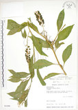 中文名:美洲商陸(S032488)學名:Phytolacca americana L.(S032488)英文名:Poke, Pogan, Scoke, Garget, Red-ink-plant