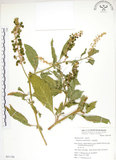 中文名:美洲商陸(S051126)學名:Phytolacca americana L.(S051126)英文名:Poke, Pogan, Scoke, Garget, Red-ink-plant