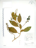 中文名:美洲商陸(S052527)學名:Phytolacca americana L.(S052527)英文名:Poke, Pogan, Scoke, Garget, Red-ink-plant