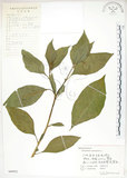 中文名:美洲商陸(S060922)學名:Phytolacca americana L.(S060922)英文名:Poke, Pogan, Scoke, Garget, Red-ink-plant