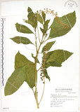 中文名:美洲商陸(S069373)學名:Phytolacca americana L.(S069373)英文名:Poke, Pogan, Scoke, Garget, Red-ink-plant