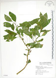 中文名:美洲商陸(S075652)學名:Phytolacca americana L.(S075652)英文名:Poke, Pogan, Scoke, Garget, Red-ink-plant