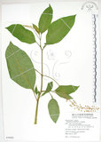 中文名:美洲商陸(S079982)學名:Phytolacca americana L.(S079982)英文名:Poke, Pogan, Scoke, Garget, Red-ink-plant