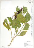 中文名:美洲商陸(S080778)學名:Phytolacca americana L.(S080778)英文名:Poke, Pogan, Scoke, Garget, Red-ink-plant