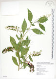 中文名:美洲商陸(S087301)學名:Phytolacca americana L.(S087301)英文名:Poke, Pogan, Scoke, Garget, Red-ink-plant