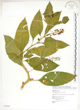 中文名:美洲商陸(S087390)學名:Phytolacca americana L.(S087390)英文名:Poke, Pogan, Scoke, Garget, Red-ink-plant