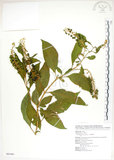 中文名:美洲商陸(S087491)學名:Phytolacca americana L.(S087491)英文名:Poke, Pogan, Scoke, Garget, Red-ink-plant