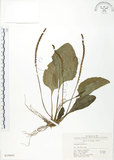 中文名:車前草(S019045)學名:Plantago asiatica L.(S019045)