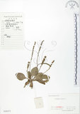 中文名:車前草(S020273)學名:Plantago asiatica L.(S020273)