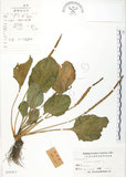 中文名:車前草(S025411)學名:Plantago asiatica L.(S025411)