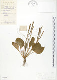 中文名:車前草(S029760)學名:Plantago asiatica L.(S029760)