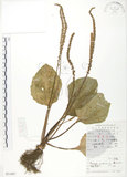 中文名:車前草(S051987)學名:Plantago asiatica L.(S051987)