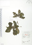 中文名:車前草(S052130)學名:Plantago asiatica L.(S052130)