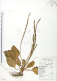 中文名:車前草(S053274)學名:Plantago asiatica L.(S053274)