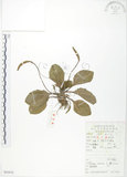 中文名:車前草(S053512)學名:Plantago asiatica L.(S053512)