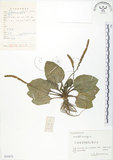 中文名:車前草(S055473)學名:Plantago asiatica L.(S055473)