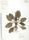 中文名:車前草(S057245)學名:Plantago asiatica L.(S057245)