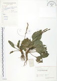 中文名:車前草(S059453)學名:Plantago asiatica L.(S059453)