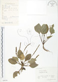 中文名:車前草(S059759)學名:Plantago asiatica L.(S059759)