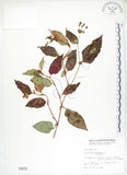 中文名:火炭母草(S000832)學名:Polygonum chinense L.(S000832)中文別名:清飯藤