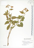 中文名:火炭母草(S016808)學名:Polygonum chinense L.(S016808)中文別名:清飯藤