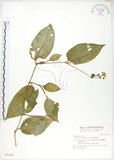 中文名:火炭母草(S031432)學名:Polygonum chinense L.(S031432)中文別名:清飯藤