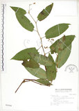 中文名:火炭母草(S031918)學名:Polygonum chinense L.(S031918)中文別名:清飯藤