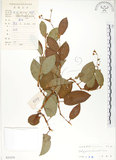 中文名:火炭母草(S033375)學名:Polygonum chinense L.(S033375)中文別名:清飯藤