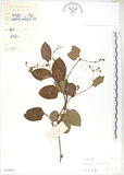 中文名:火炭母草(S033650)學名:Polygonum chinense L.(S033650)中文別名:清飯藤