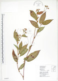 中文名:火炭母草(S034427)學名:Polygonum chinense L.(S034427)中文別名:清飯藤