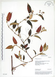 中文名:火炭母草(S035187)學名:Polygonum chinense L.(S035187)中文別名:清飯藤
