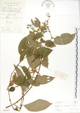 中文名:火炭母草(S038263)學名:Polygonum chinense L.(S038263)中文別名:清飯藤