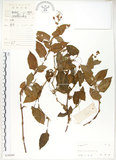 中文名:火炭母草(S038890)學名:Polygonum chinense L.(S038890)中文別名:清飯藤