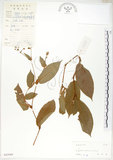 中文名:火炭母草(S043944)學名:Polygonum chinense L.(S043944)中文別名:清飯藤