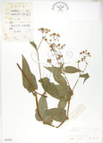 中文名:火炭母草(S044001)學名:Polygonum chinense L.(S044001)中文別名:清飯藤
