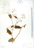 中文名:火炭母草(S045091)學名:Polygonum chinense L.(S045091)中文別名:清飯藤