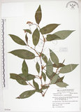 中文名:火炭母草(S054344)學名:Polygonum chinense L.(S054344)中文別名:清飯藤