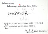 中文名:火炭母草(S061561)學名:Polygonum chinense L.(S061561)中文別名:清飯藤