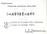 中文名:火炭母草(S061741)學名:Polygonum chinense L.(S061741)中文別名:清飯藤