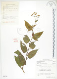 中文名:火炭母草(S061741)學名:Polygonum chinense L.(S061741)中文別名:清飯藤