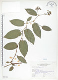 中文名:火炭母草(S066748)學名:Polygonum chinense L.(S066748)中文別名:清飯藤