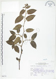 中文名:火炭母草(S066753)學名:Polygonum chinense L.(S066753)中文別名:清飯藤