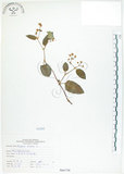 中文名:火炭母草(S066758)學名:Polygonum chinense L.(S066758)中文別名:清飯藤